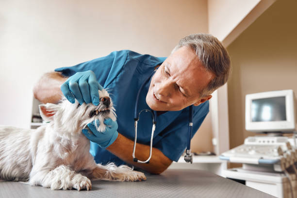 Best Emergency Broken Tooth Repair in Jasmine Estates, FL